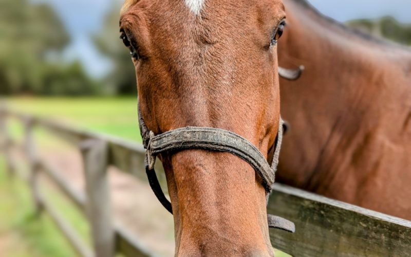 Equidi come animali di affezione, Fiesa: “Tutelare gli animali, ma non cancellare una filiera da 850 milioni di euro”